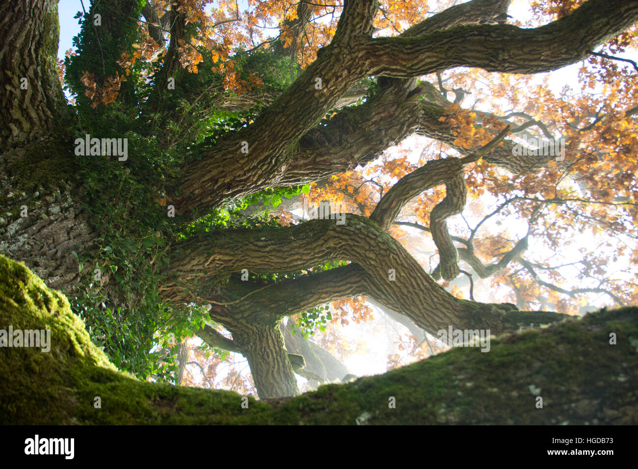 Oak in the fog Stock Photo - Alamy