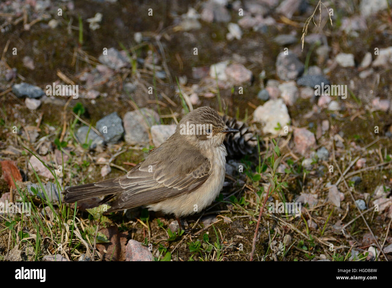 Spotted Flycatcher, Muscicapa striata, Stock Photo