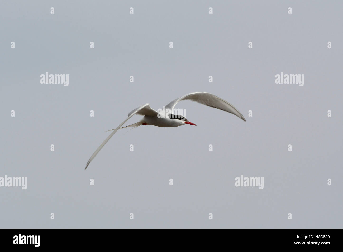 Arctic tern, Sterna paradisea, Stock Photo