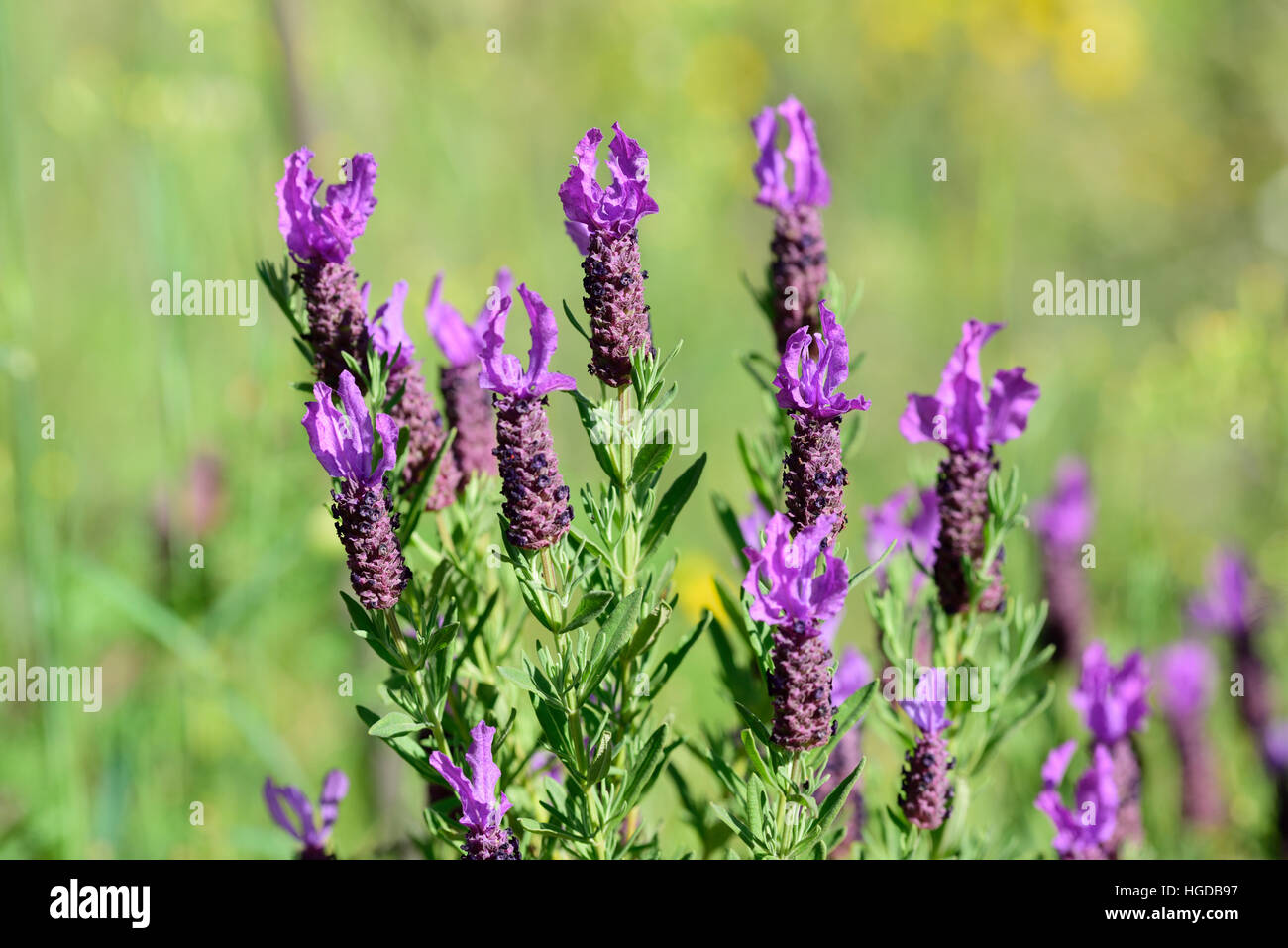Spanish lavender, Lavandula stoechas, Stock Photo