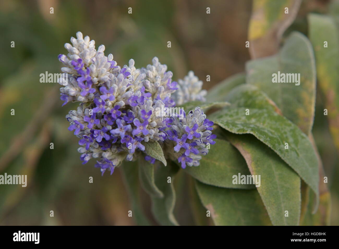 Buddleja salviifolia Stock Photo