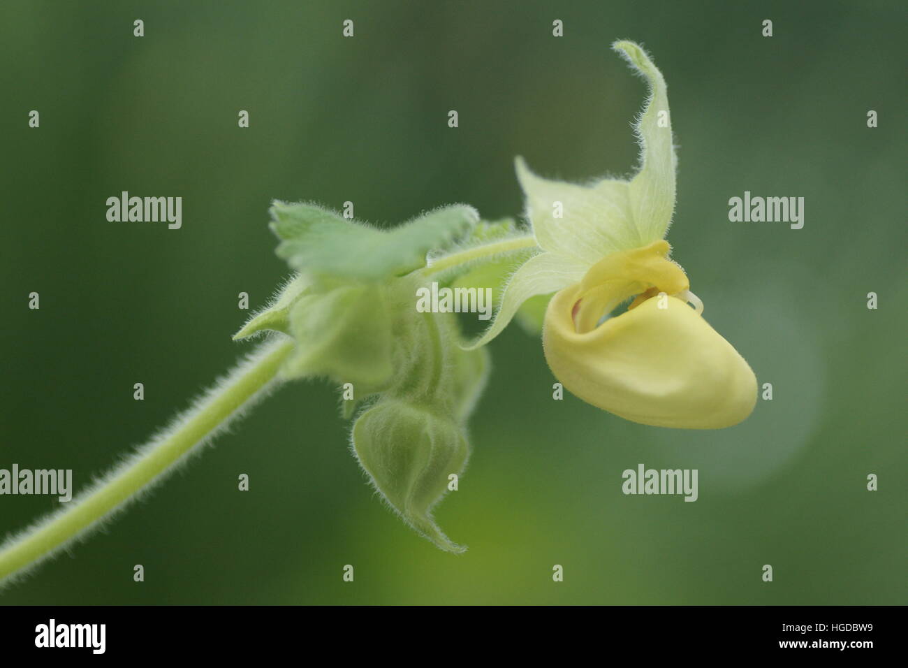 Calceolaria pavonii Stock Photo