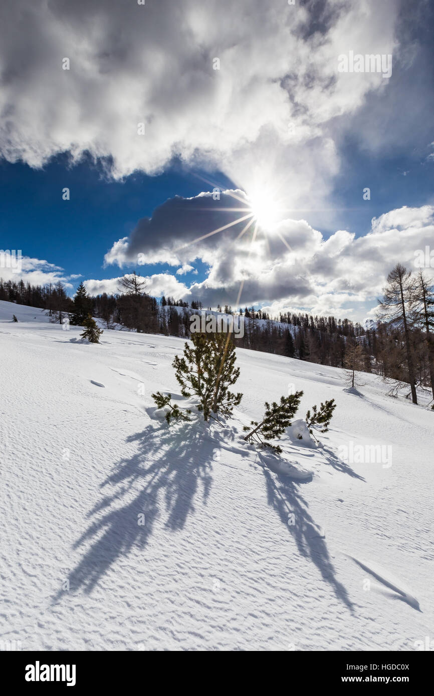 Backlight in winter season.  Rays of light on Pinus mugo tree and snow.  The Dolomites. Italy, Europe. Stock Photo