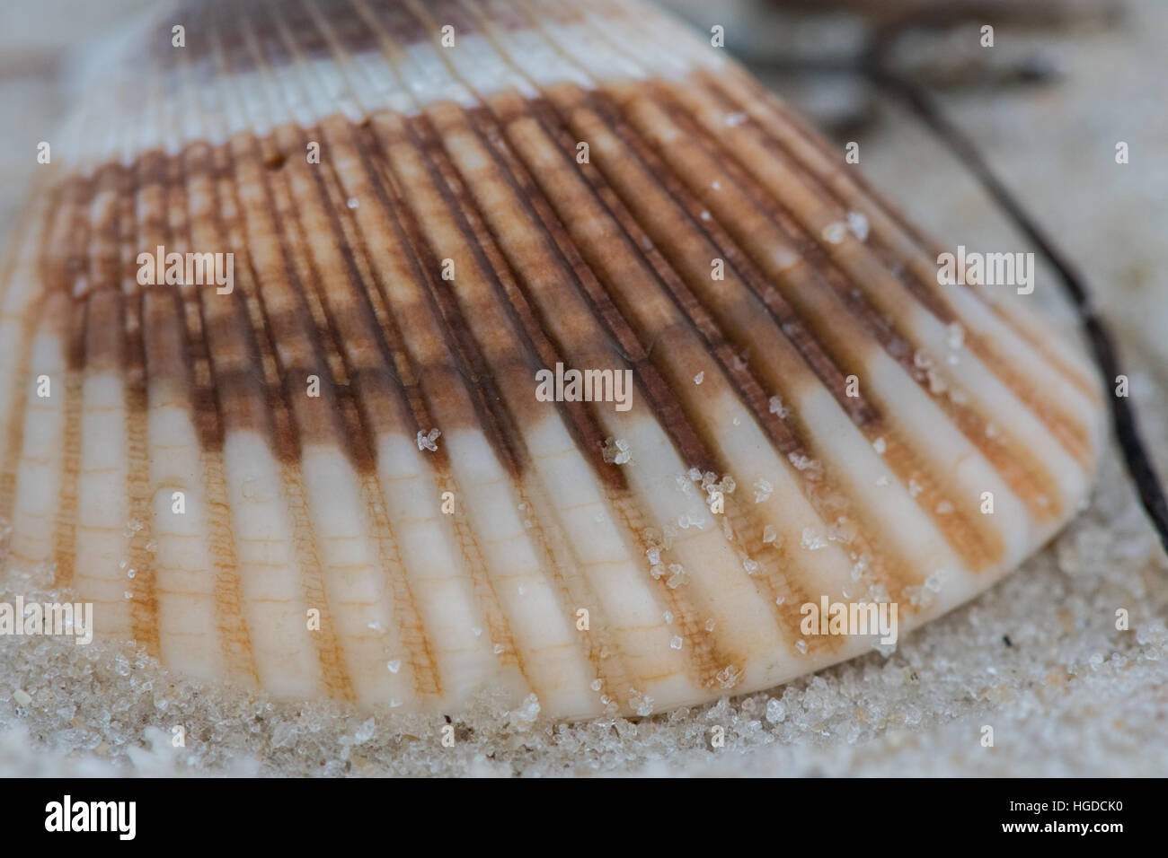 Close up of Striped Shell sitting on sandy beach Stock Photo