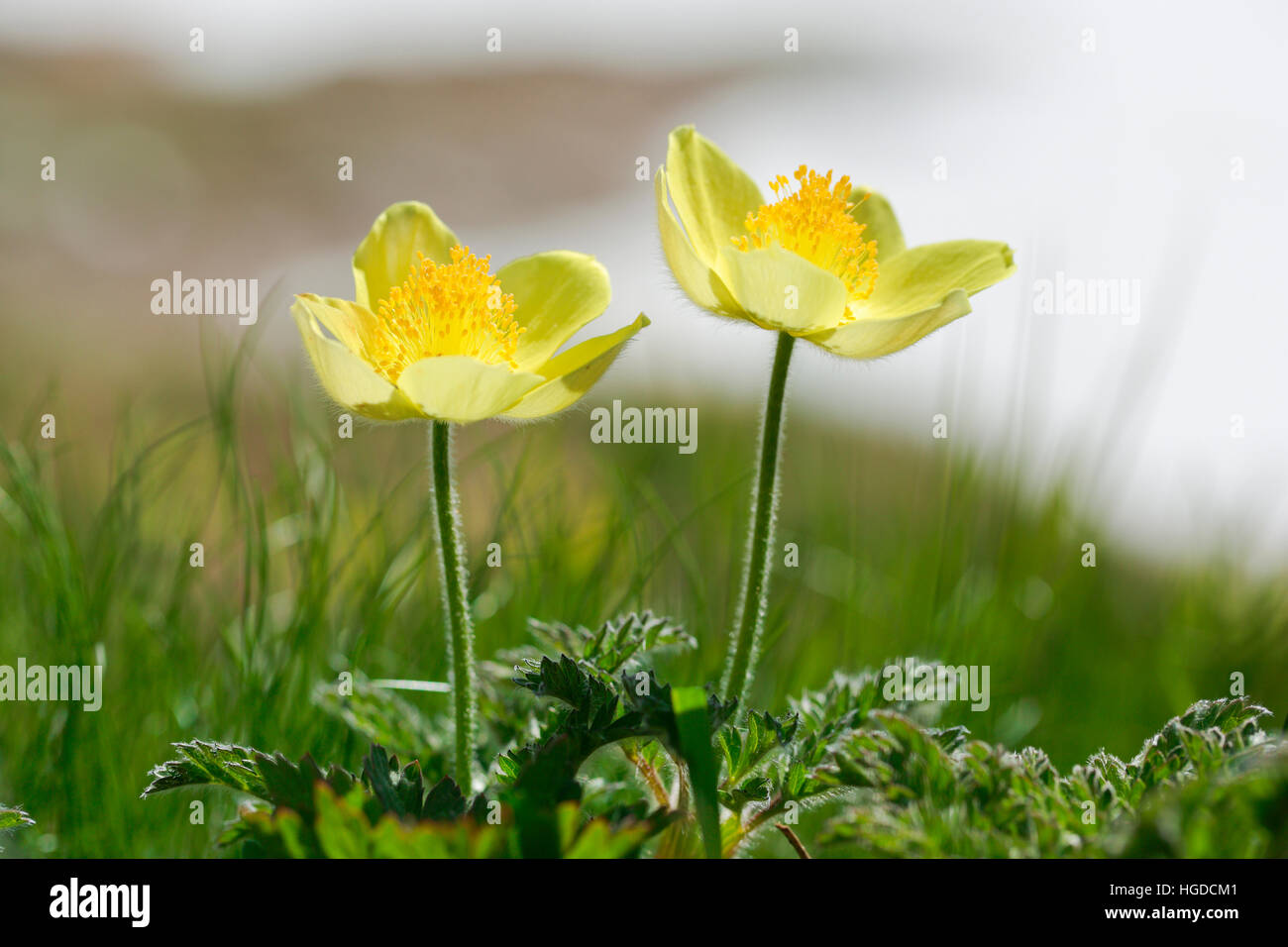 Alpine anemones hi-res stock photography and images - Alamy