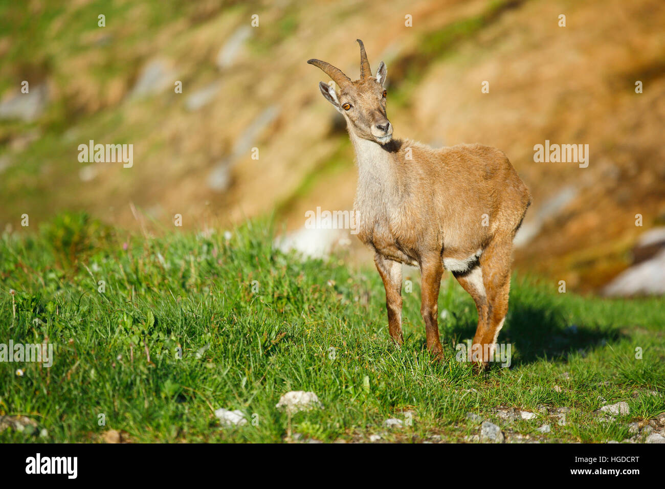 Capricorn female capra ibex hi-res stock photography and images - Alamy