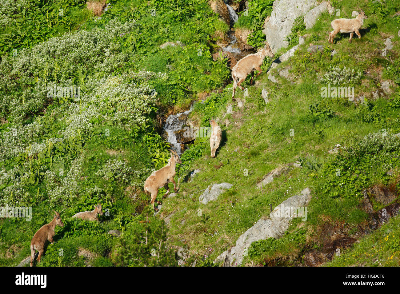 Capra ibex, Ibex, Switzerland Stock Photo - Alamy