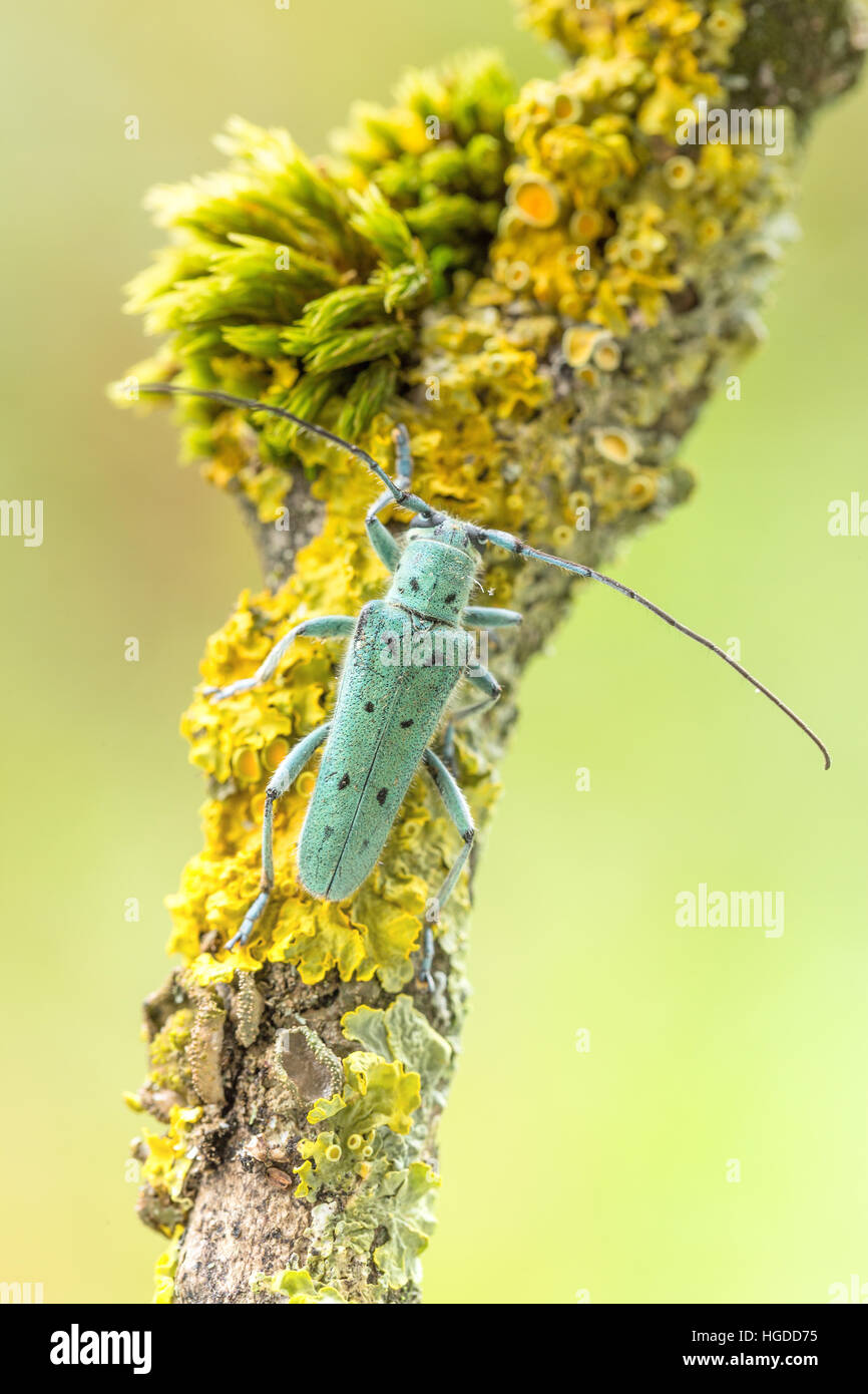 Saperda octopunctata, longhorn beetles Stock Photo