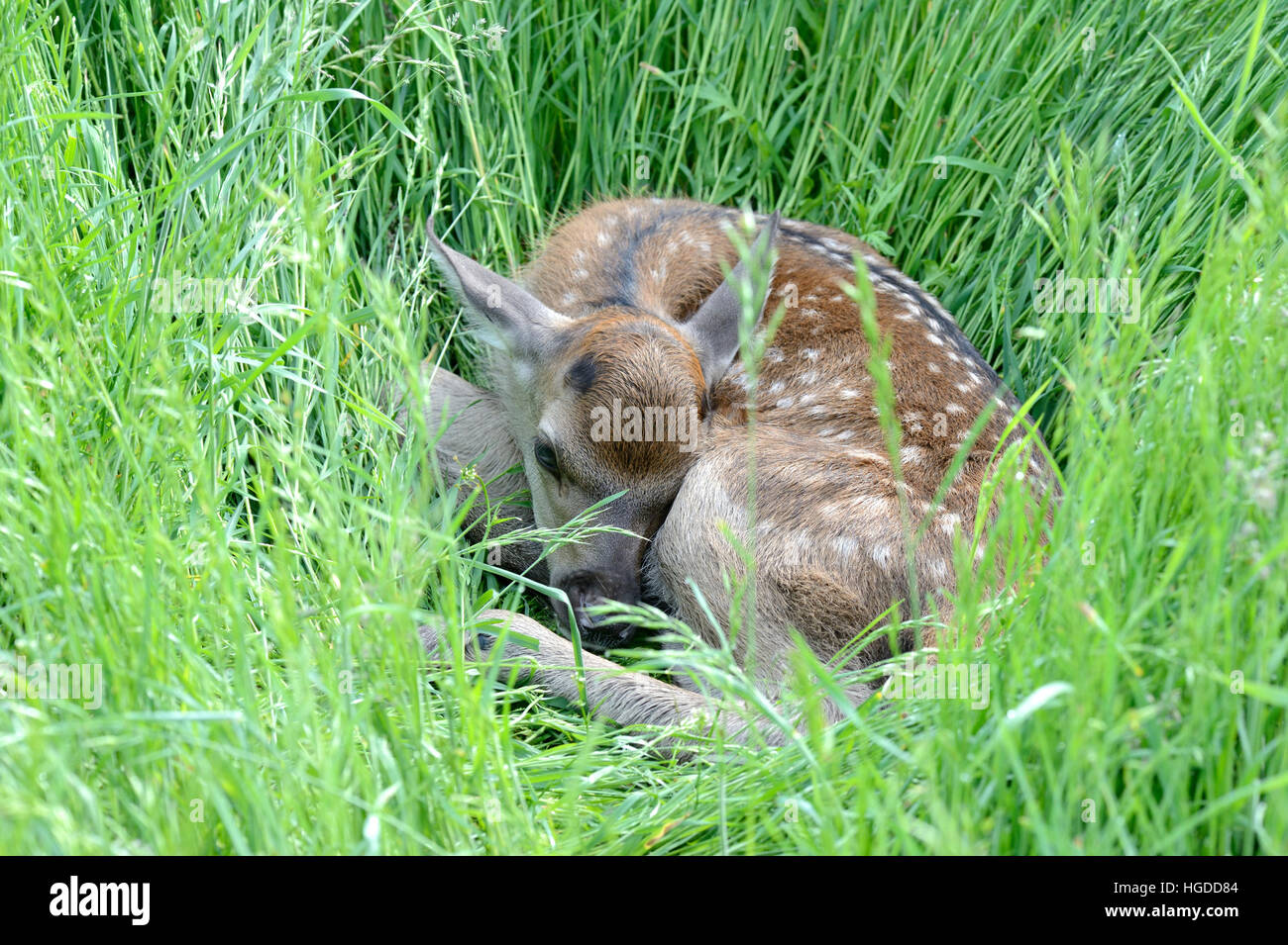 Red fawns Stock Photo