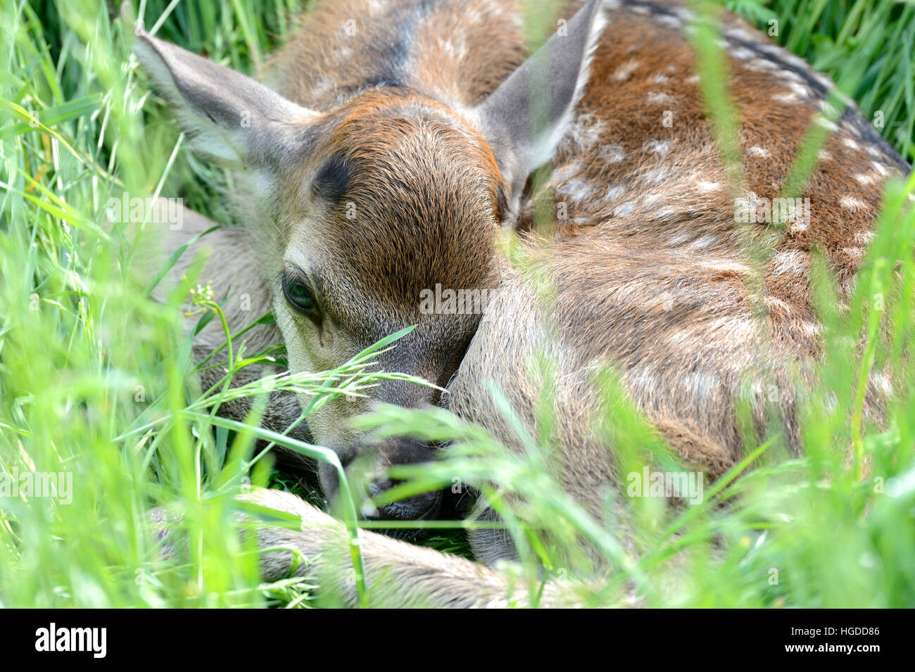 Red fawns Stock Photo