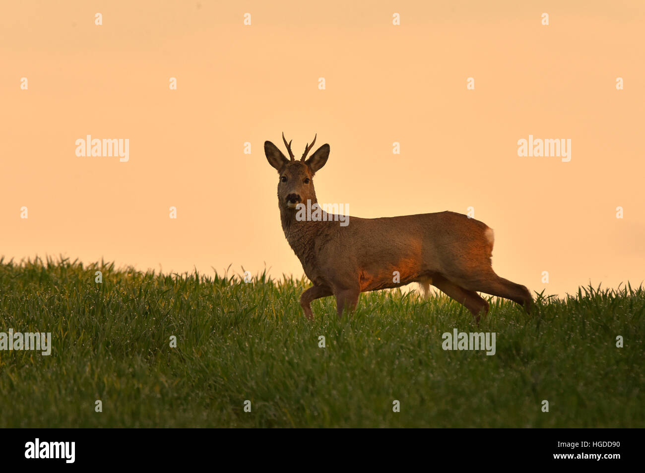 Roe deer in the field Stock Photo