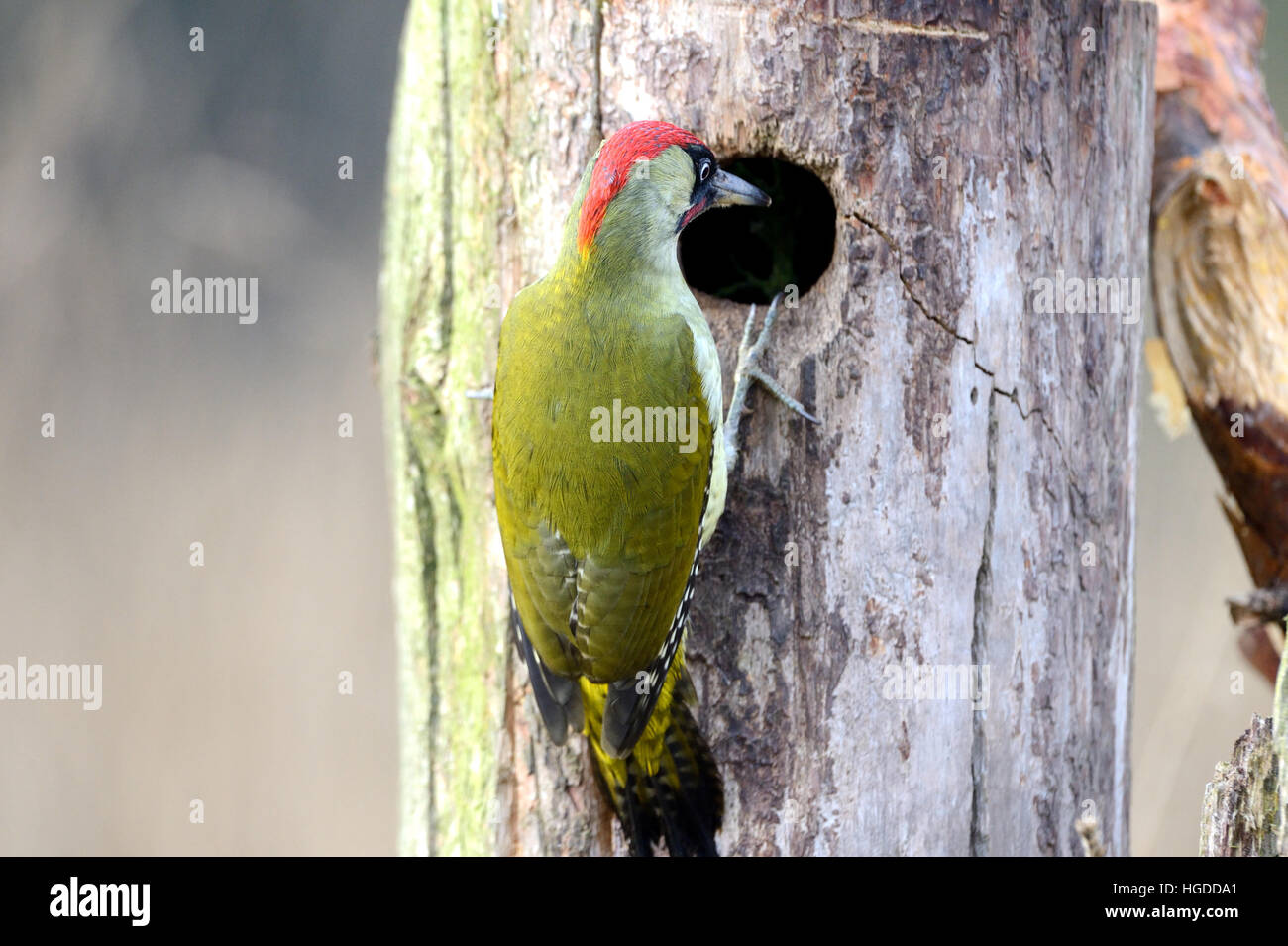Green woodpecker Stock Photo