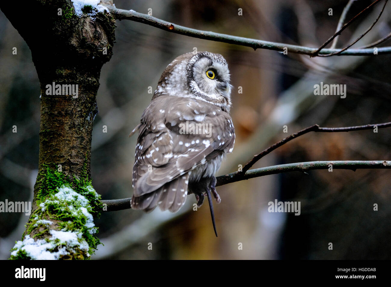 Tengmalm's owl Stock Photo
