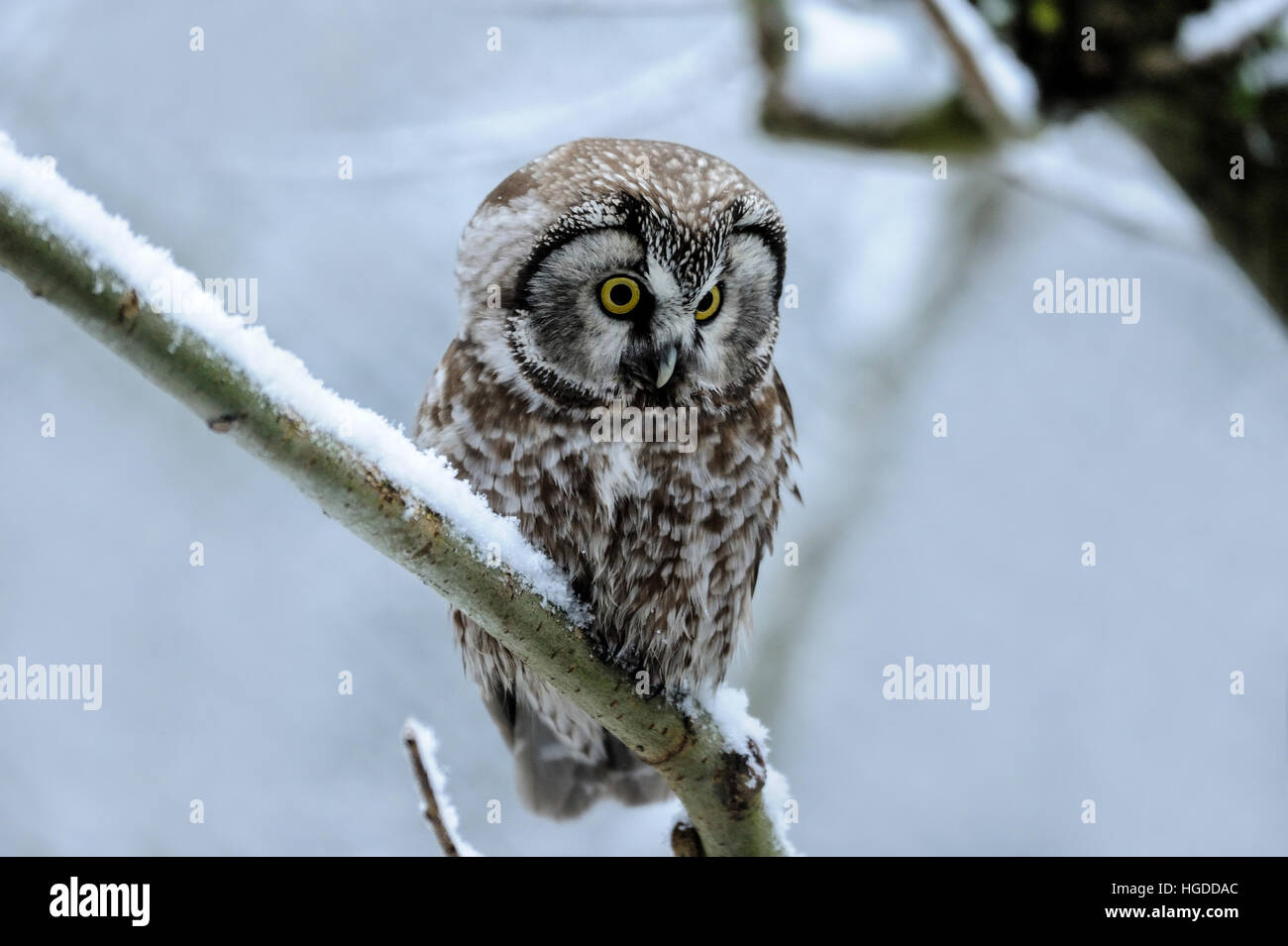 Tengmalm's owl Stock Photo