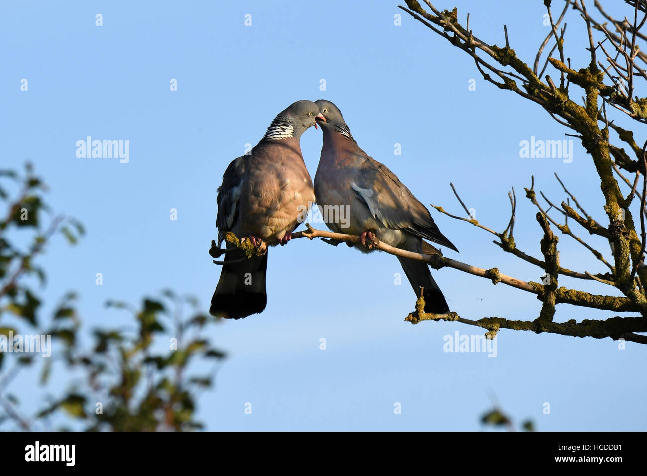 Ringlet pigeon Stock Photo