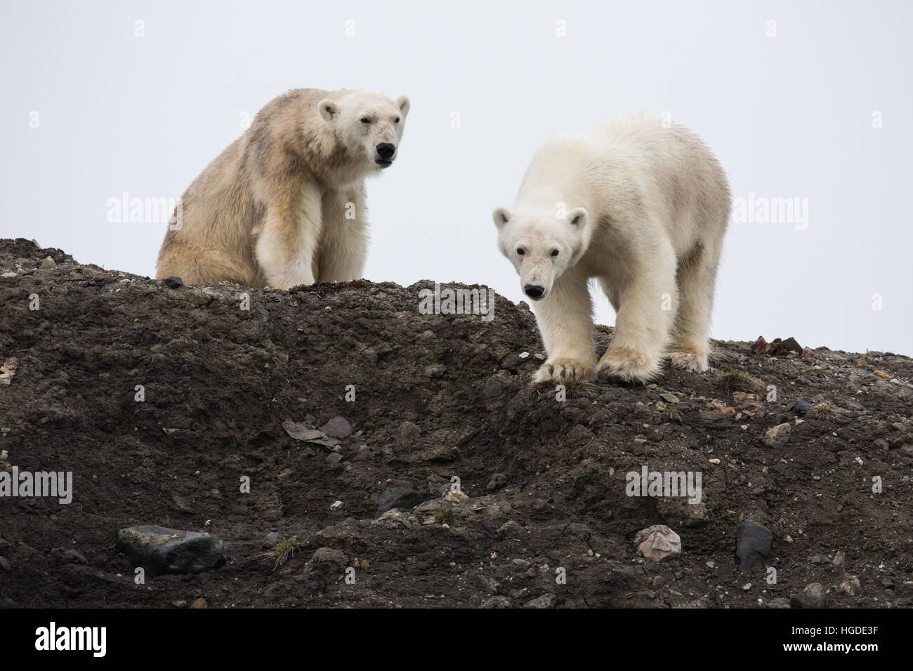polar bears, Spitsbergen, Svalbard, Stock Photo