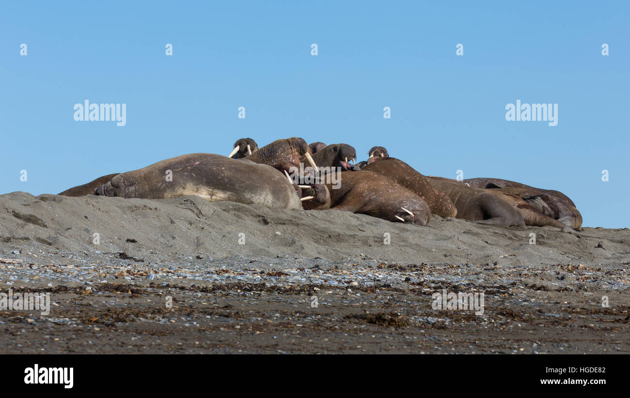 Spitsbergen, walruses Stock Photo