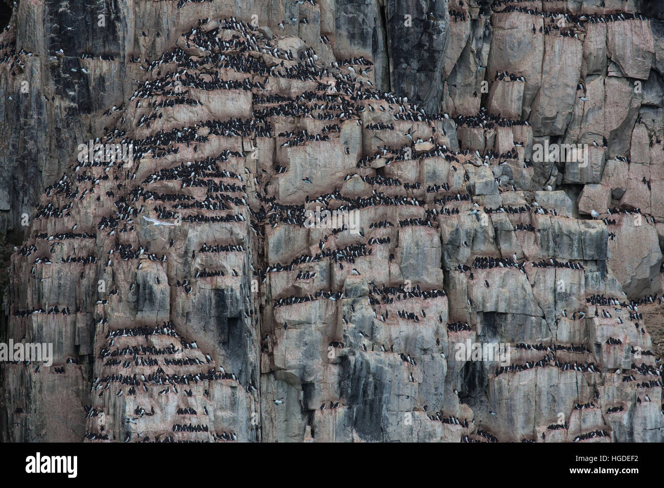 Spitsbergen, Svalbard, thick-billed murre, uria lomvia, bird's rock, birds, Stock Photo