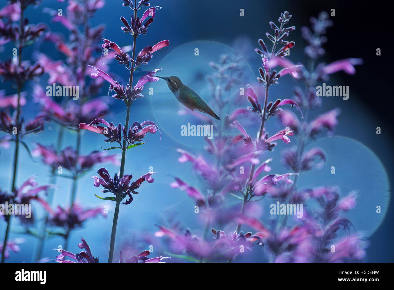 Oregon, Bend, Hummingbird, bloom, Stock Photo