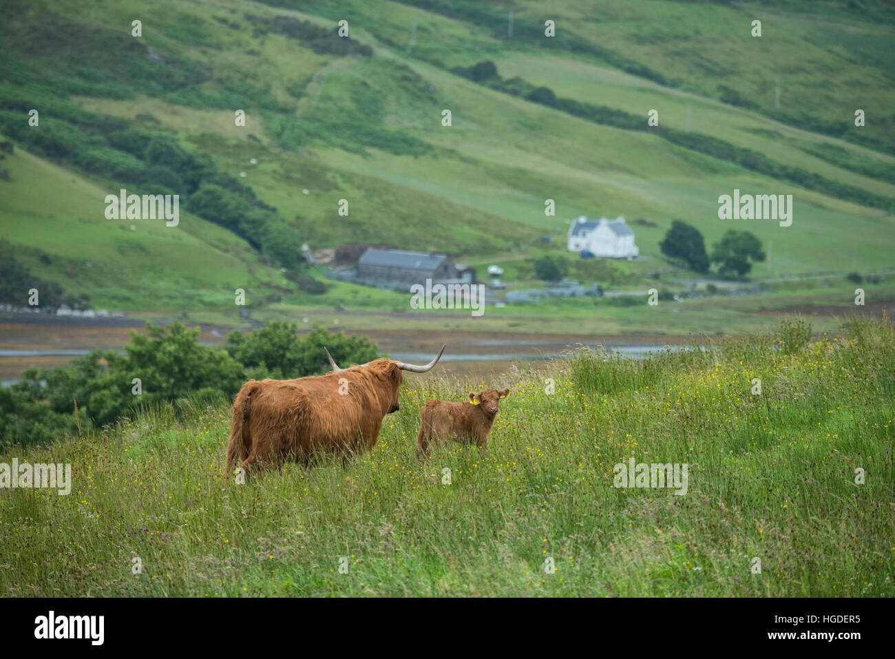 Scotland, Hebrides archipelago, Isle of Skye, Bos taurus, Highland cattle Stock Photo