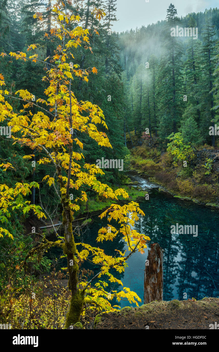 Oregon, Willamette National Forest, Blue Pool on the McKenzie River, Tamolitch Pool, Stock Photo