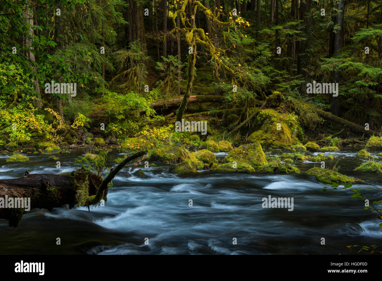 Oregon, Willamette National Forest, Blue Pool on the McKenzie River near Tamolitch Pool Stock Photo