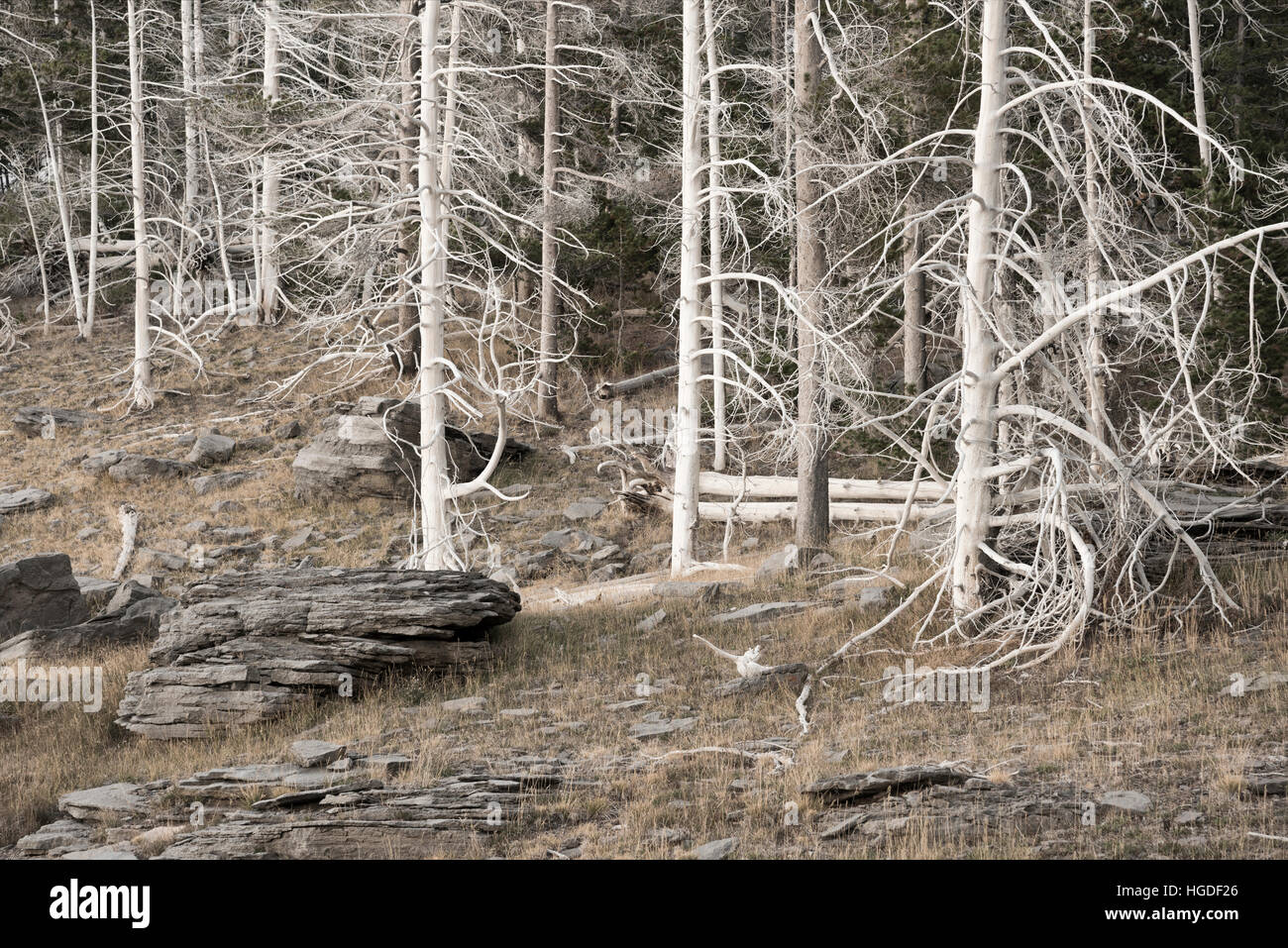 Wyoming, Yellowstone, National Park, UNESCO, World Heritage, Upper geyser basin ghost forest Stock Photo