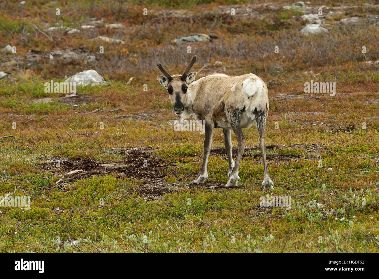 Reindeer, Rangifer tarandus, Stock Photo