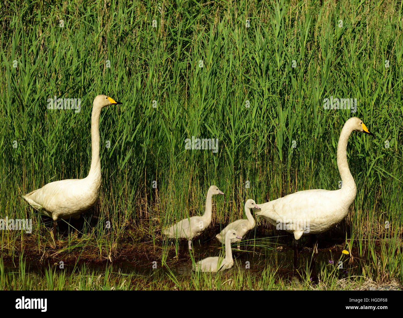 Whooper Swan, Cygnus cygnus, Stock Photo