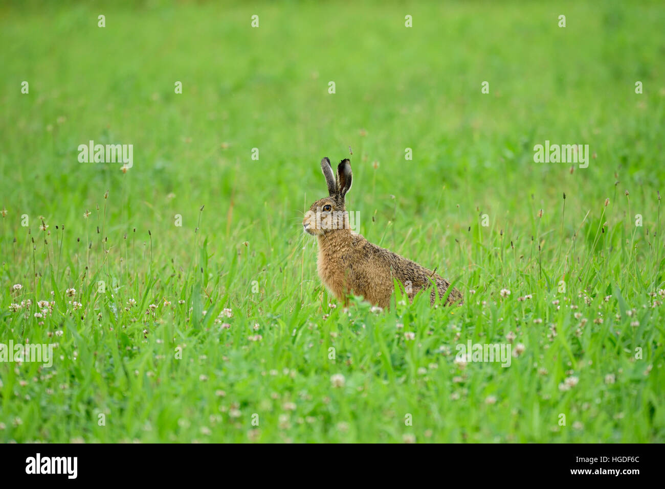 Brown Hare, Lepus europaeus, Stock Photo