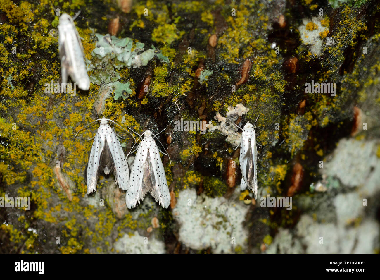 Ermine moth, Yponomeuta spec., Stock Photo