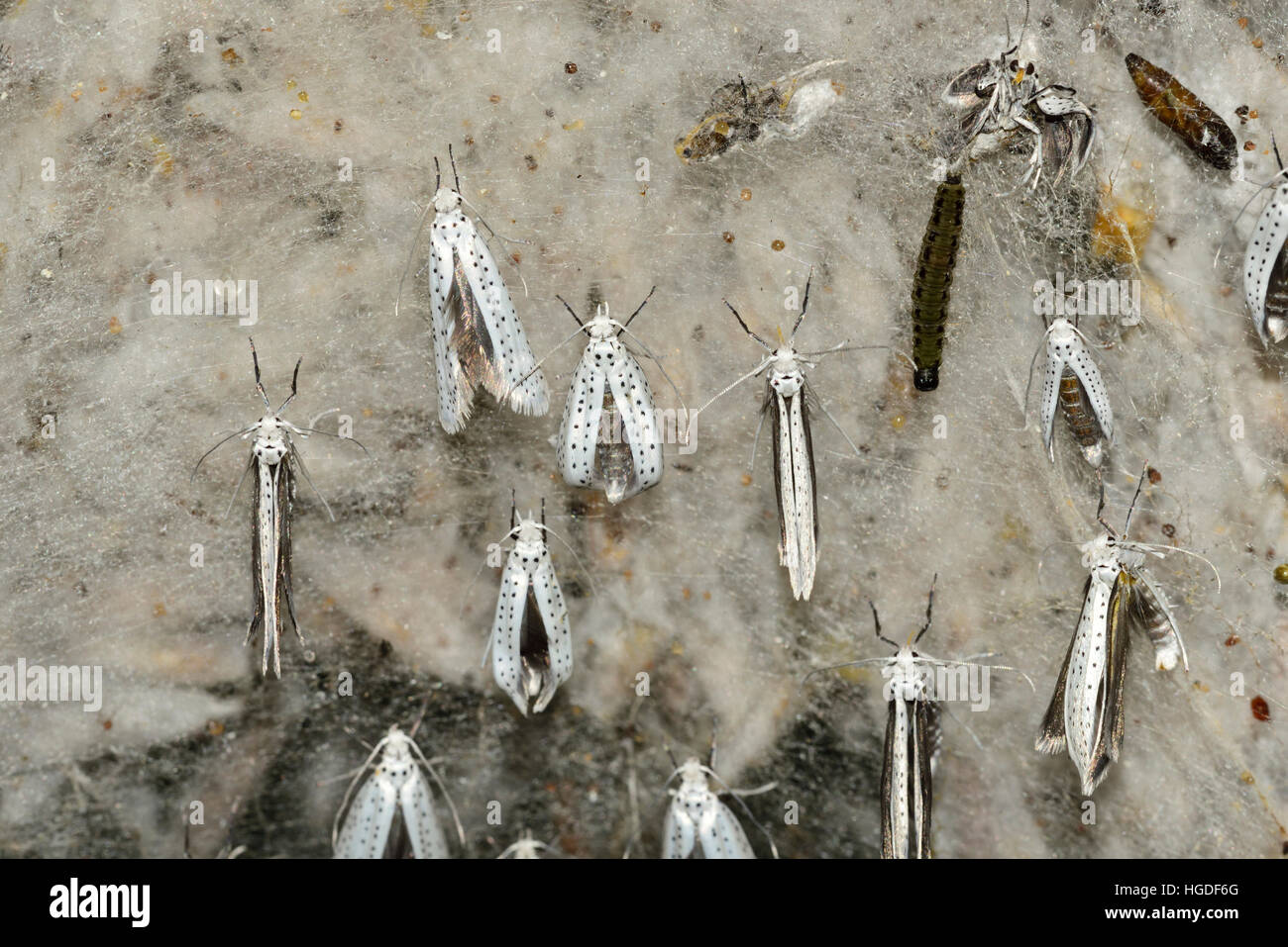 Ermine moth, Yponomeuta spec., Stock Photo
