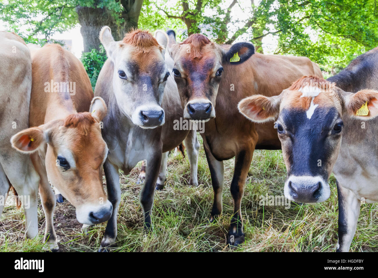 United Kingdom, Channel Islands, Jersey, Jersey Cows Stock Photo