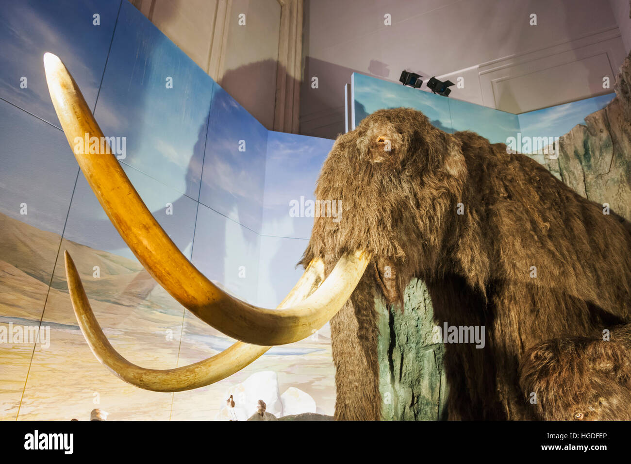 Wales, Cardiff, National Museum Cardiff, Woolly Mammoth Stock Photo