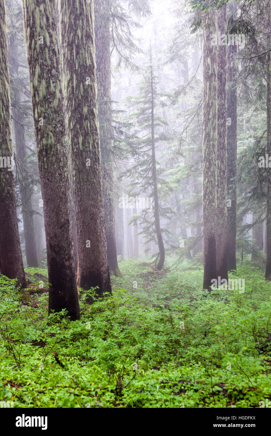 WA11923-00...WASHINGTON - Forest in the fog along the Forgotten Mountain Trail, Mount Baker-Snoqualmie National Forest.green Stock Photo