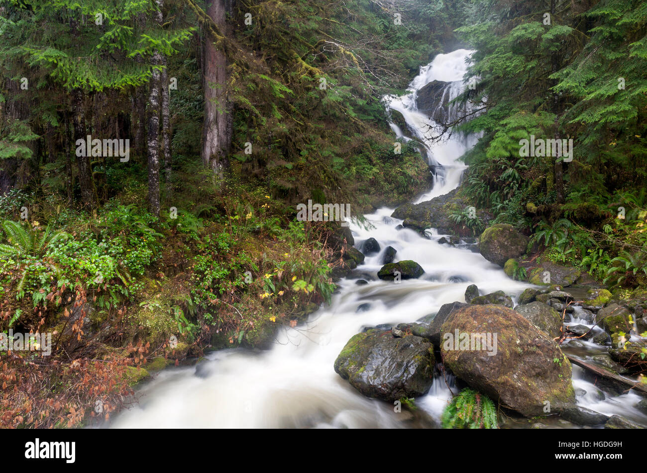 WA11978-00...WASHINGTON - Bunch Falls in the Quinault Valley of Olympic National Forest Stock Photo