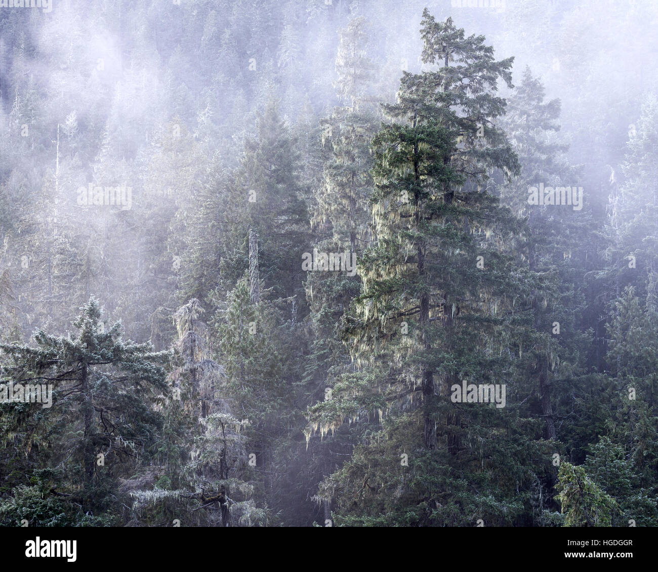 WA14009-00...WASHINGTON - Trees in fog along the Dosewallips River Valley in the Olympic National Forest. Stock Photo