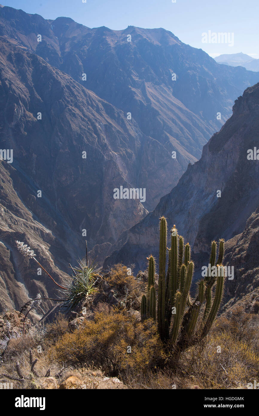 Colca canyon, Stock Photo