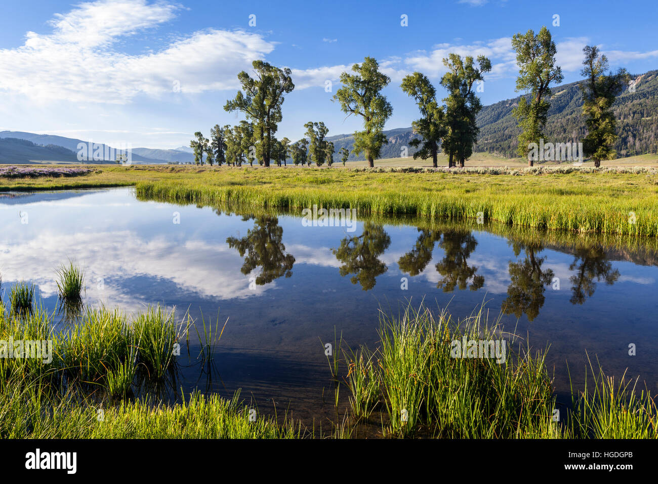 WY02025-00...WYOMING - Sunrise over the Lamar Valley with trees reflecting in the Lamar River, Yellowstone National Park. Stock Photo