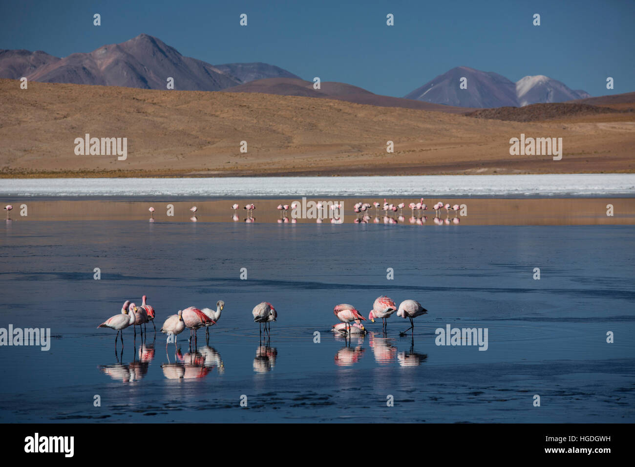Flamingos in  Laguna Canapa in the Siloli desert, Stock Photo