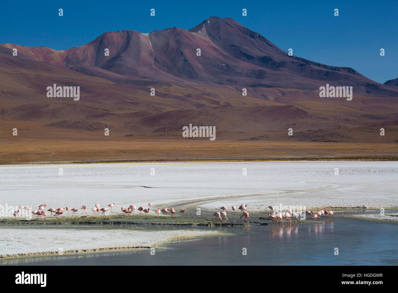 Flamingos in the Laguna Hedionda  in the Siloli Stock Photo