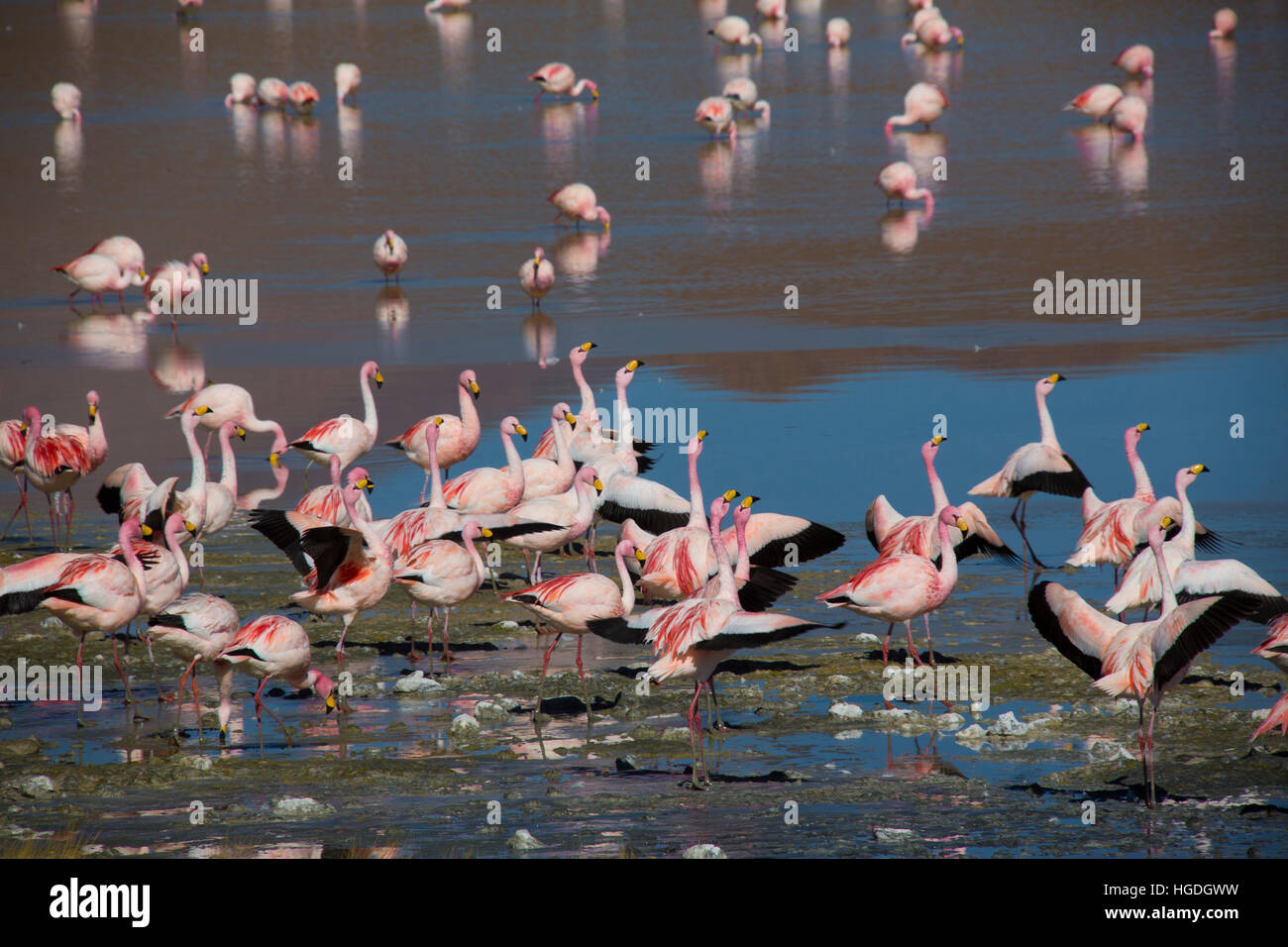 Flamingos in the Laguna Hedionda  in the Siloli Stock Photo