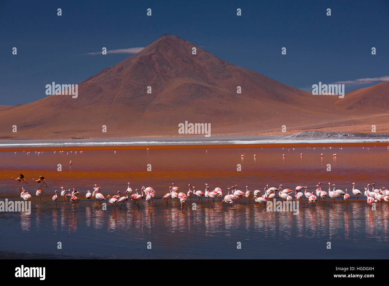 Laguna Colorada 4304 ms with flamingos and with volcano Pabellon, Stock Photo