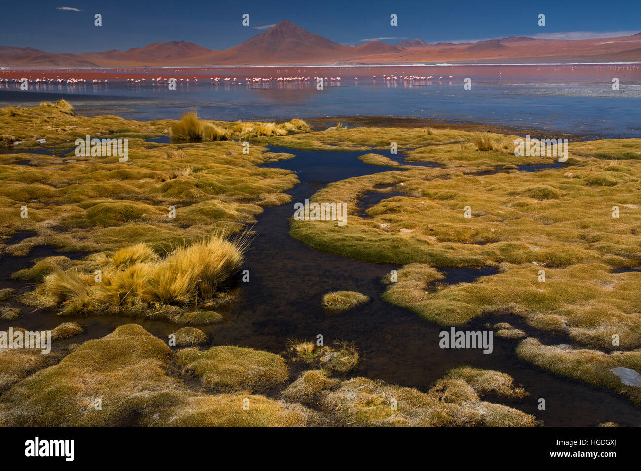 Laguna Colorada 4304 ms with flamingos and with volcano Pabellon, Stock Photo