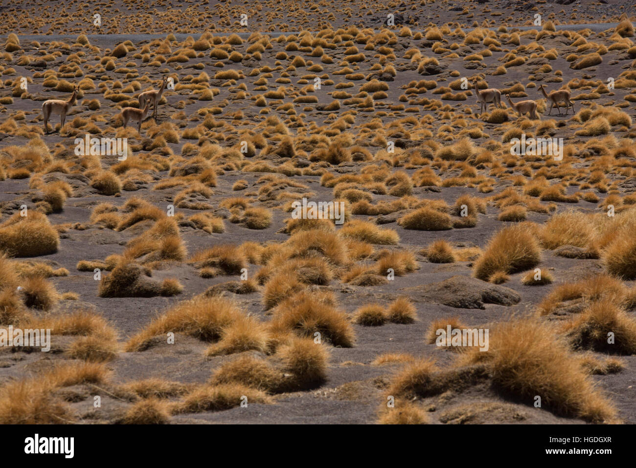 Vicunas  in the Siloli Desert Stock Photo