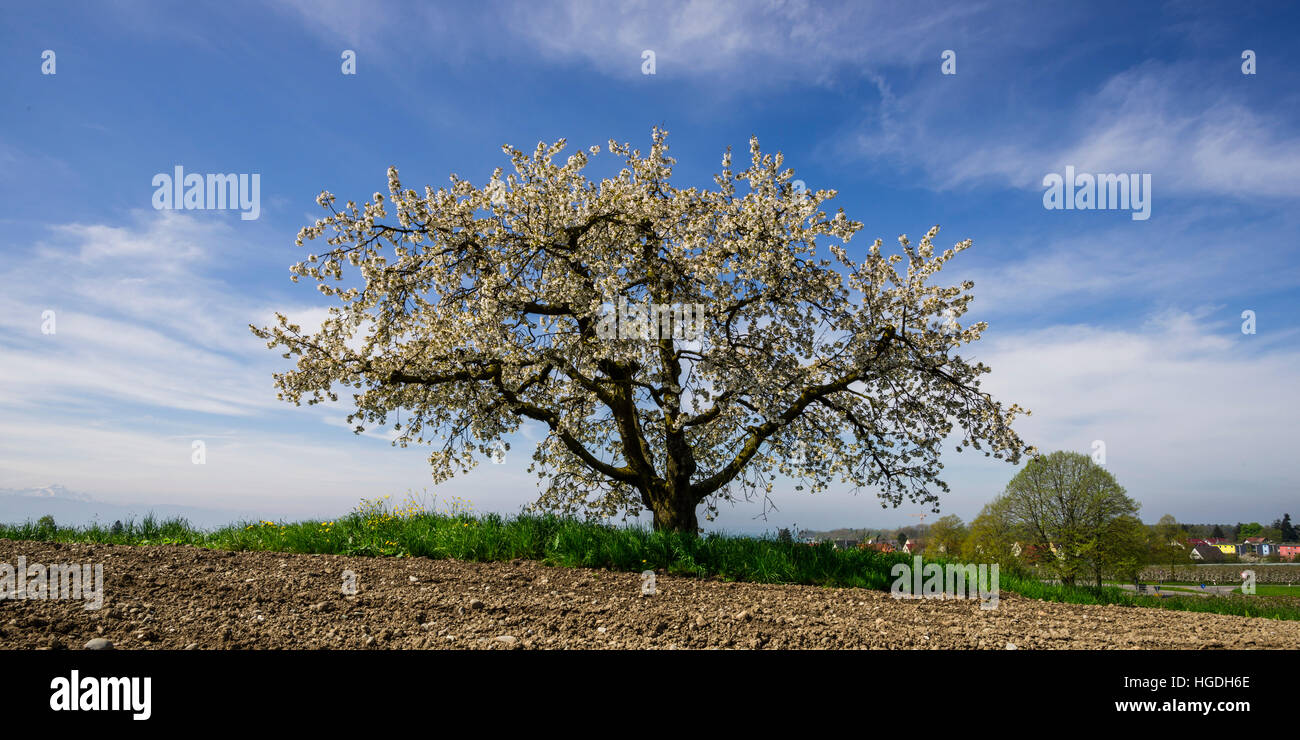 apple tree in Germany Stock Photo