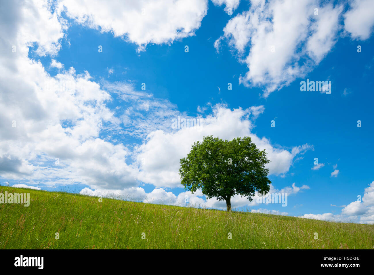 Solitary English Oak Quercus Robur In A Meadow Spring Blue Sky With White Clouds Thuringia 
