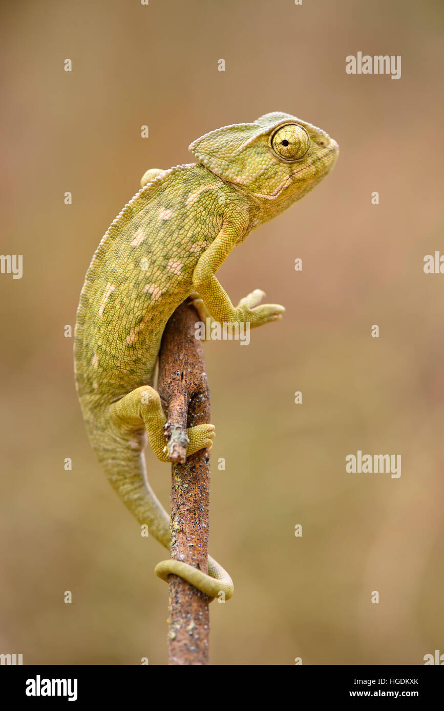 Ordinary or European Chameleon (Chamaeleo chamaeleon), Algarve, Portugal Stock Photo