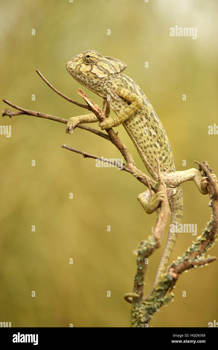 Ordinary or European Chameleon (Chamaeleo chamaeleon), Algarve, Portugal Stock Photo