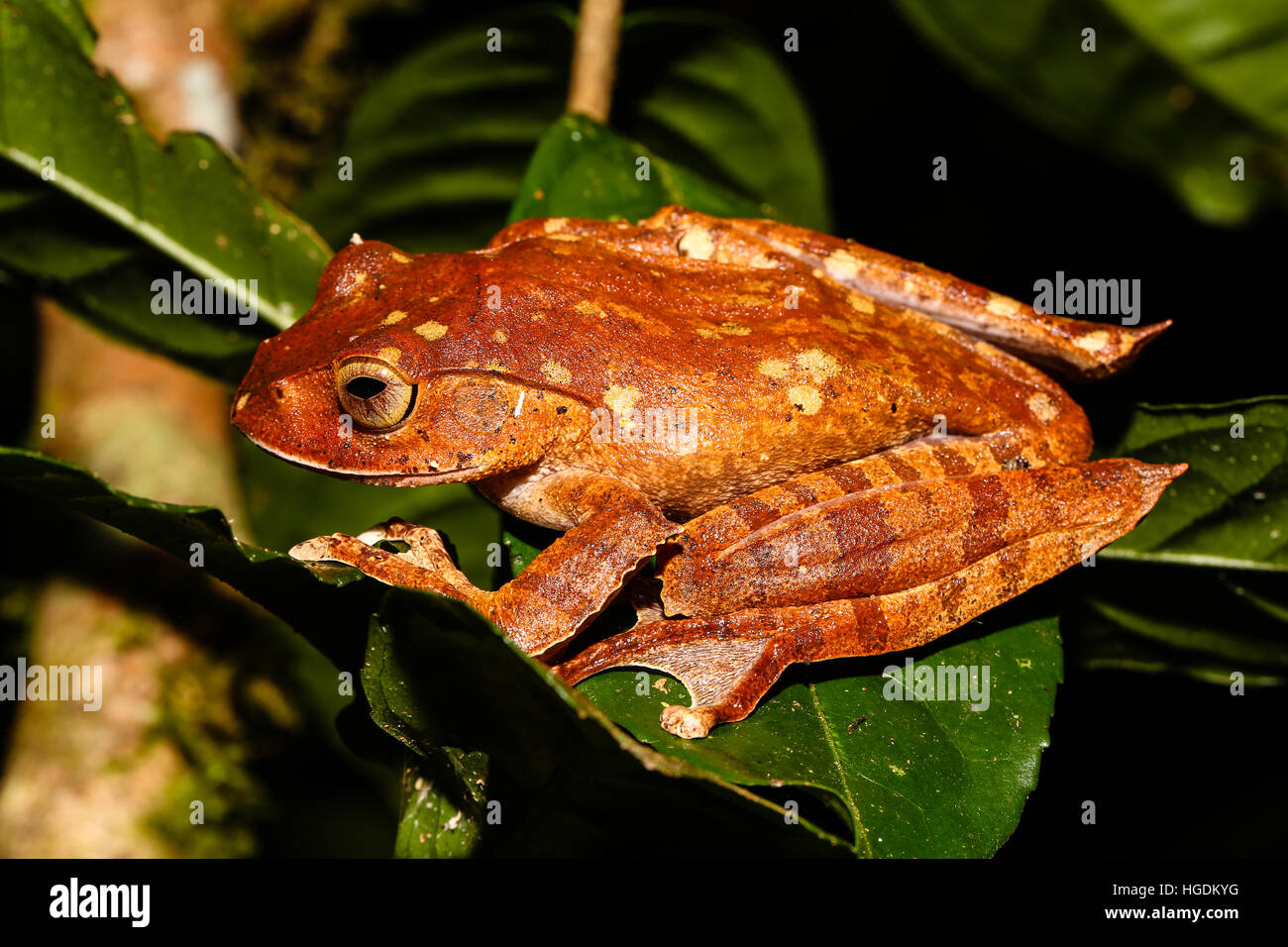 Madagascar brown tree frog (Boophis madagascariensis) on a leaf, Analamazoatra, Andasibe-Mantadia National Park, Madagascar Stock Photo